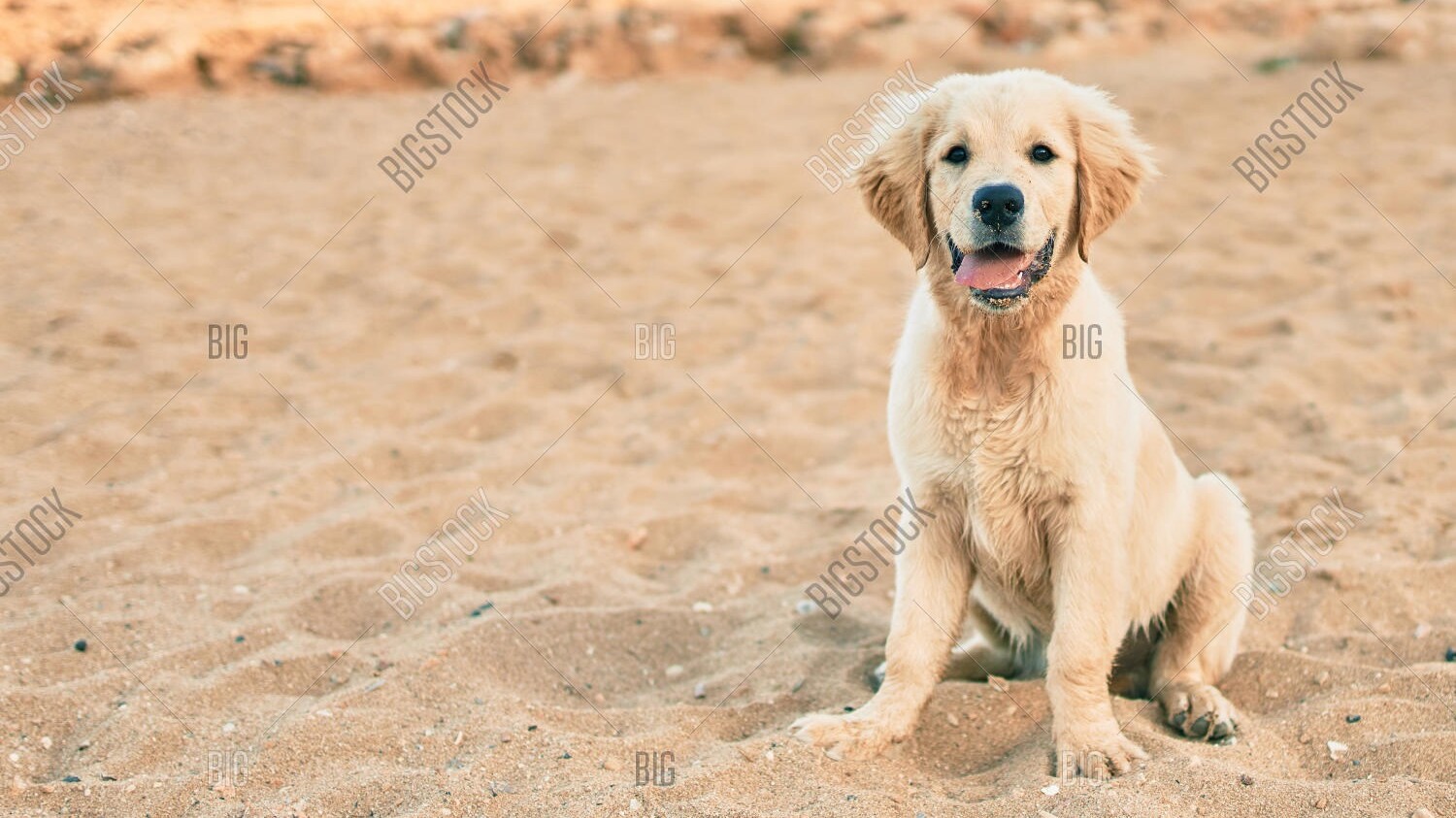Golden Retriever Welpe im Sand