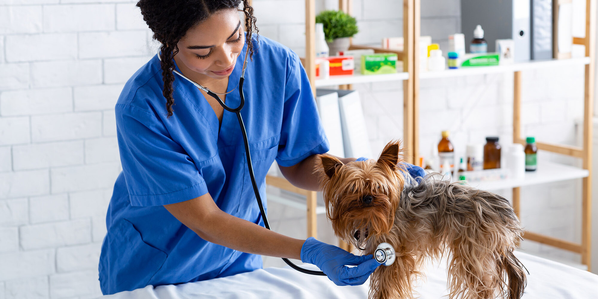 Yorkshire-Terrier wird von Tierärztin abgehört