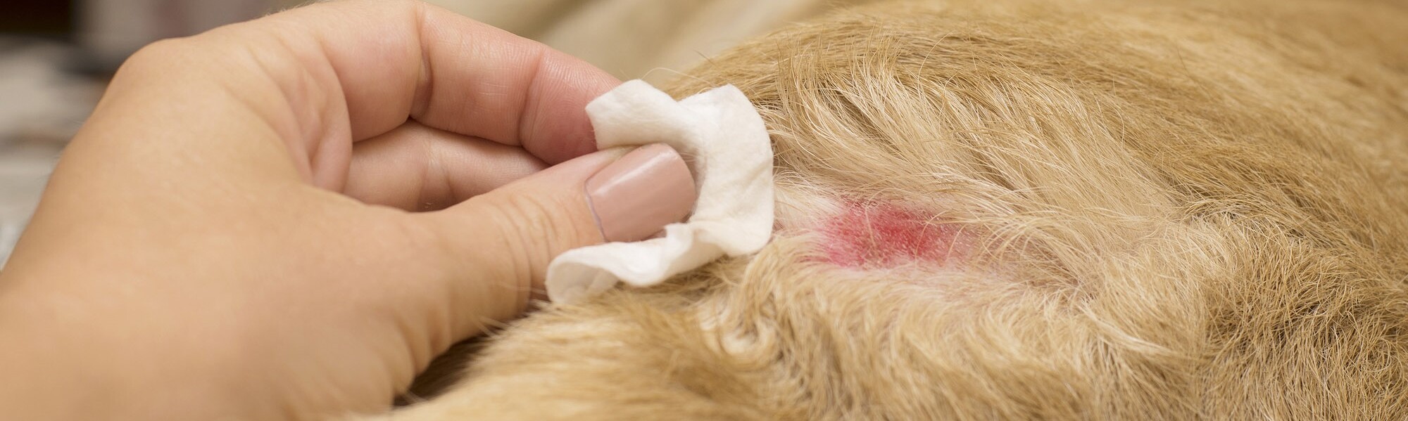 Hautwunde bei einem Hund